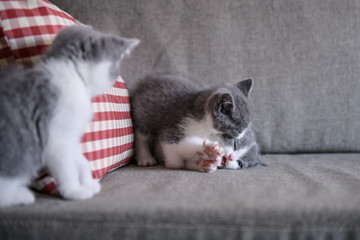 Cute kitten, indoor shooting