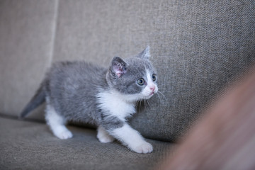 Cute kitten, indoor shooting