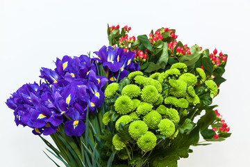 Bouquet of chrysanthemums and irises on a white background. colorful floral bouquet white background