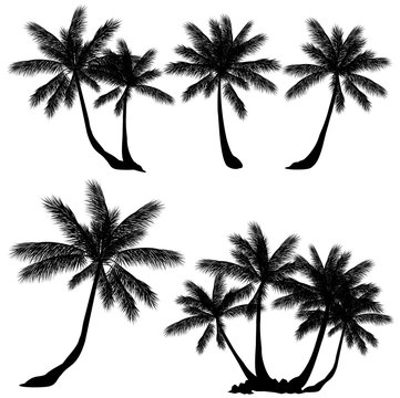Coconut palm tree (Cocos nucifera). Set of hand drawn vector slihouettes on white background.