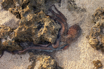 octopus on the beach
