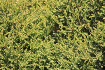 Australian coast landscape