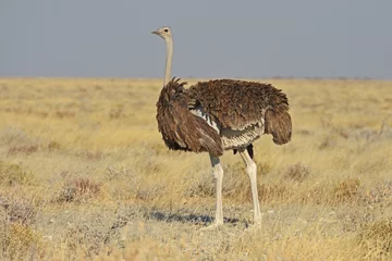 Papier Peint photo Autruche Afrikanischer Strauß (struthia camelus) im Etosha Nationalpark (Namibia)