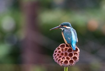 枯れたハスとカワセミ