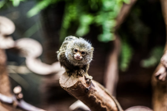 zwergseiden&auml;ffchen cebuella pygmea