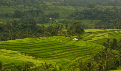 Rice field in Jatiluwih