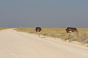 Afrikanischer Straußen (struthia camelus) im Etosha Nationalpark (Namibia) beim überqueren der Straße