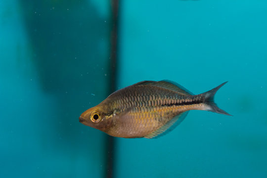 Melanotaeniidae rainbowfish in aquarium