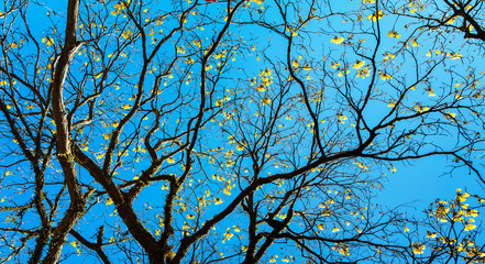 Galhos de árvore e céu azul.