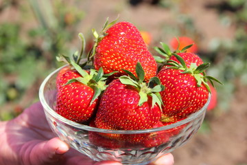 Ripe strawberries in a transparent cup. Red strawberries are large berries. Spring harvest berries.