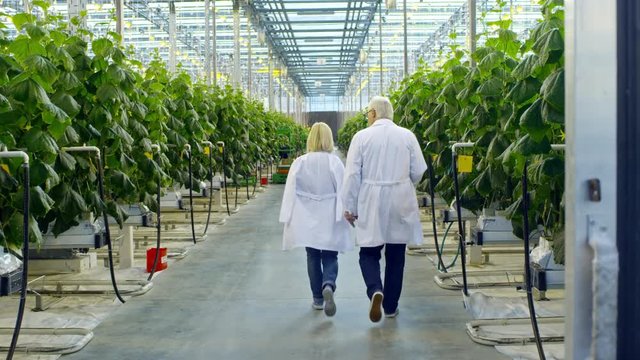 Crane shot with rear view of male and female agronomists in lab coats talking and walking through greenhouse with rows of green cucumber plants growing in hydroponic beds