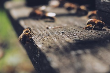 Bees in the front entrance of hive. Spring time. Retro-vintage look