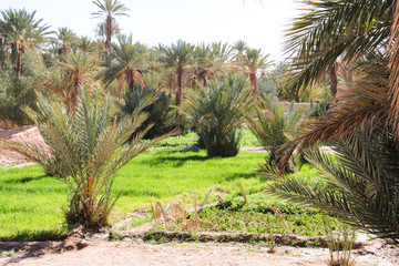 Obraz premium Natur Aufnahmen, Wüstenbilder, Dessert, Architektur und Gebäude in Africa