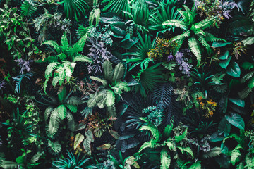 Obrazy na Szkle  Piękne tło natury pionowego ogrodu z tropikalnym zielonym liściem