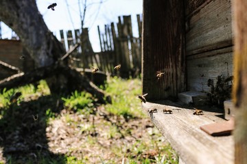 Bees in the front entrance of hive. Spring time. Retro-vintage look
