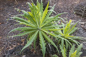 Flora of Gran Canaria - flowering endemic Sonchus canariensis