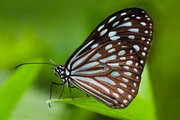Blue Tiger Butterfly on a Leaf