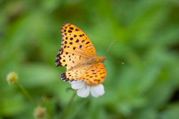 Fototapeta na wymiar Indian Fritillary Butterfly close-up