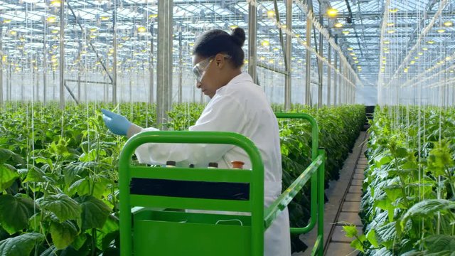 PAN of female African scientist in lab coat and safety goggles standing on pipe rail trolley and inspecting plants in industrial greenhouse