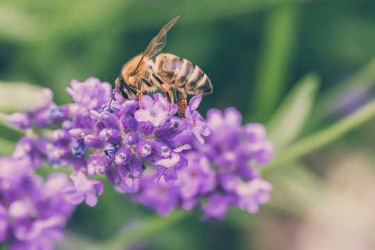 Biene auf Lavendel