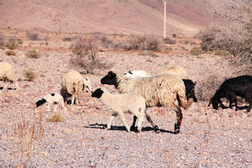 Natur Aufnahmen, Wüstenbilder, Dessert, Architektur und Gebäude in Africa