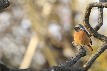春先2