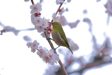 梅とメジロ