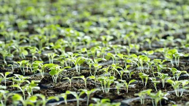 Tilt down with close up of green seedlings growing in soil