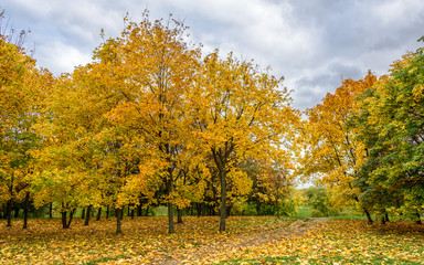 View of colorful alley with yellowed maple trees and green chestnuts, green lawn and pathway covered with autumn leaves and dull sky in Kolomenskoye park at November cold day in Moscow city, Russia