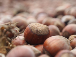 Hazelnut