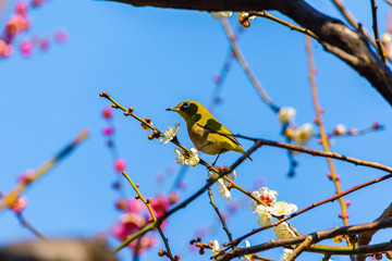 Japanese White-eye.The background is white plum blossoms and red plum blossoms.Located in Tokyo Prefecture Japan.