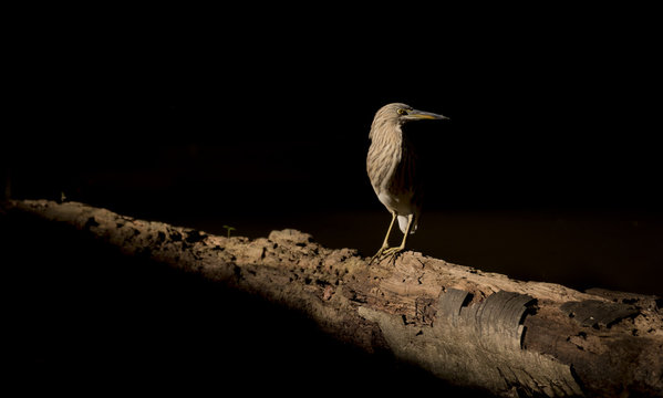 Wellow bittern
