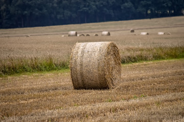 Fototapeta premium Feld 3