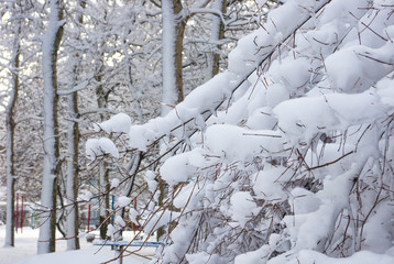 snow-covered branches and trees