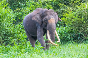 Obraz premium Indian elephant
