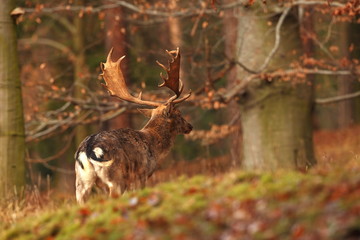 Fallow deer Dama dama. Photographed in the Czech Republic. It is spread throughout Europe. The wild nature of the Czech Republic. Beautiful animal photo. Beautiful mammal. The animal has a large antle