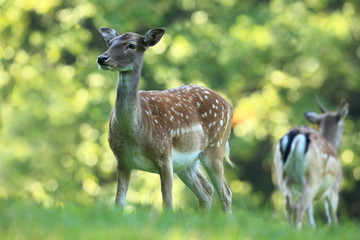 Fallow deer Dama dama. Photographed in the Czech Republic. It is spread throughout Europe. The wild nature of the Czech Republic. Beautiful animal photo. Beautiful mammal. The animal has a large antle