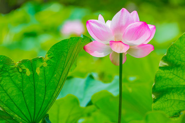 The Lotus Flower.Background is the lotus leaf and lotus flower.Shooting location is Yokohama, Kanagawa Prefecture Japan.
