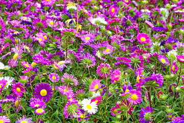 Obraz premium Flower bed of flowering autumn flowers outdoors