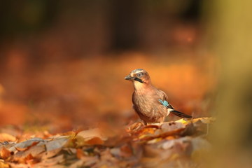 Fototapeta premium Garrulus glandarius. Bird in autumn colors. The wild nature of the Czech Republic. Beautiful and colorful autumn.