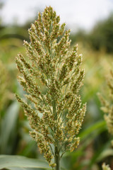 Europas Schönheiten der Stand, Land, Natur und Straßen mit Sonne, Wolken und Nebel