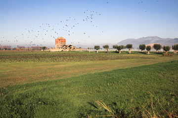 Uccelli migratori 