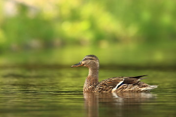 Anas platyrhynchos. The wild nature of the Czech Republic. Spring in nature. Bird on water.