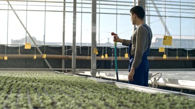 PAN of young male laborer in overalls standing in industrial greenhouse and watering seedlings with hose