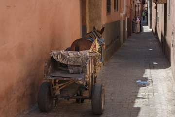 Cart pulled by a donkey in a strett of Morocco