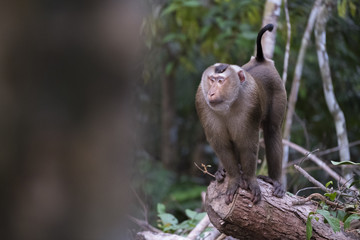 Macaco snobbery Khao Yai 