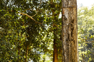 Fototapeta premium Forest mountain waterfall natural in Thailand
