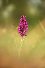 Orchidaceae. The wild nature of the Czech Republic. A rare plant of wild nature. Plant in the grass. Beautiful picture. Spring nature.