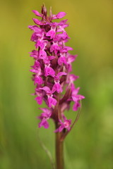 Obraz premium Orchidaceae. The wild nature of the Czech Republic. A rare plant of wild nature. Plant in the grass. Beautiful picture. Spring nature.