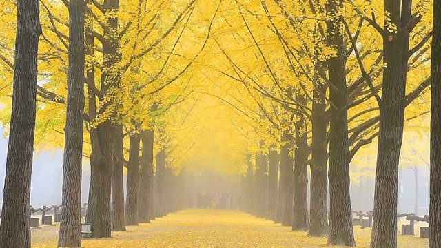 Autumn of Nami Island,South Korea
